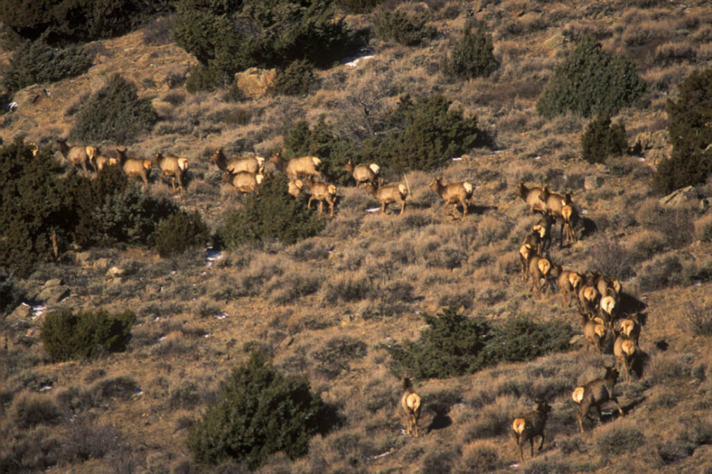 Elk Herd Douglas, Wyoming