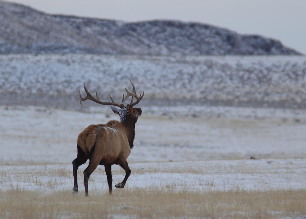 Elk Hunt Outfitters Wyoming