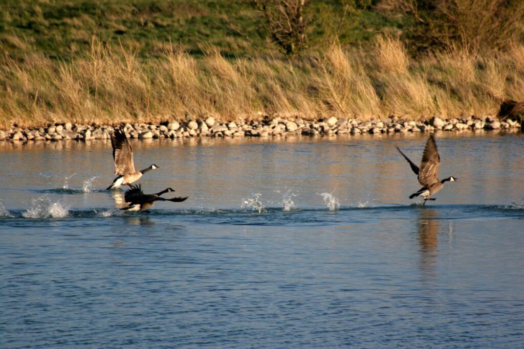 Geese Waterfowl Hunting Wyoming