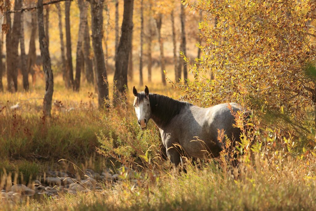 Good Quarter Horses Wyoming