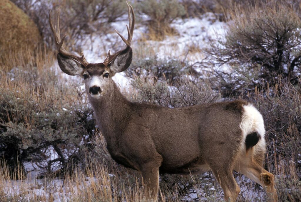 Guided Deer Hunts in Wyoming