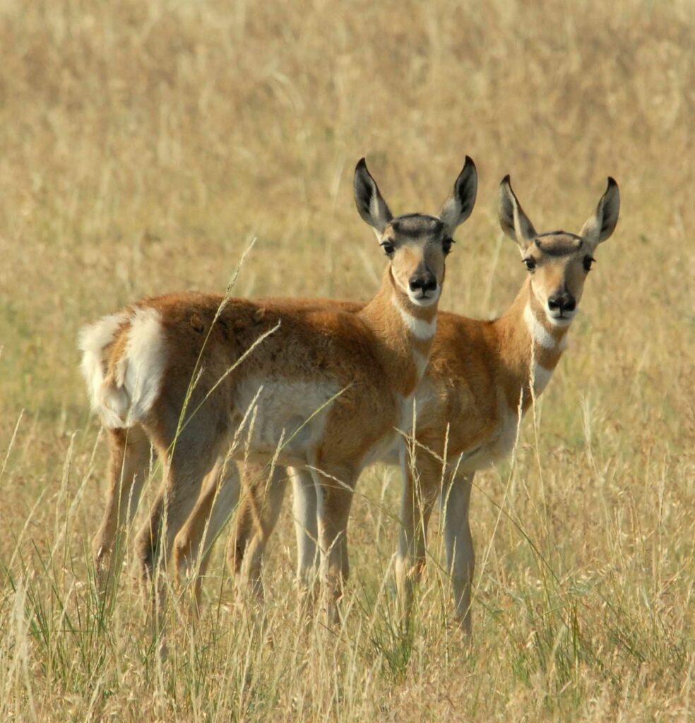 Guided Antelope Hunts in Wyoming