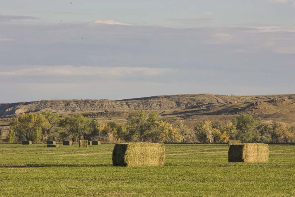 Hay Bales for Sale Douglas, WY