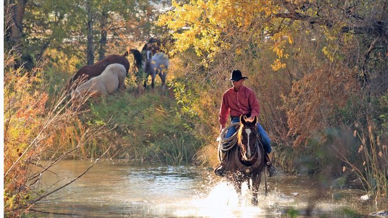 Wagonhound Honored by AQHA