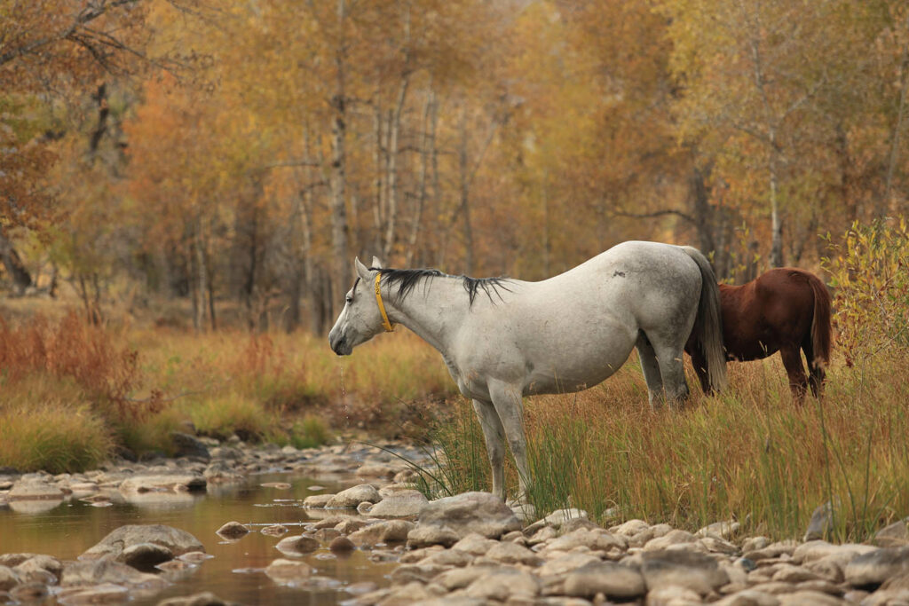 Horse Drinking From Creek