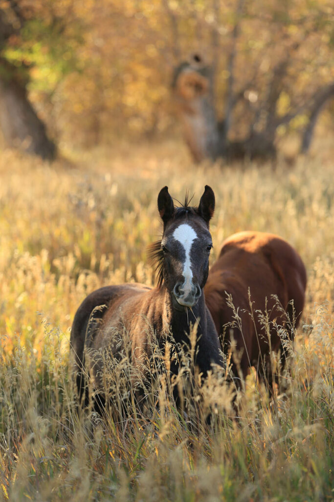 Horses for Sale in Douglas