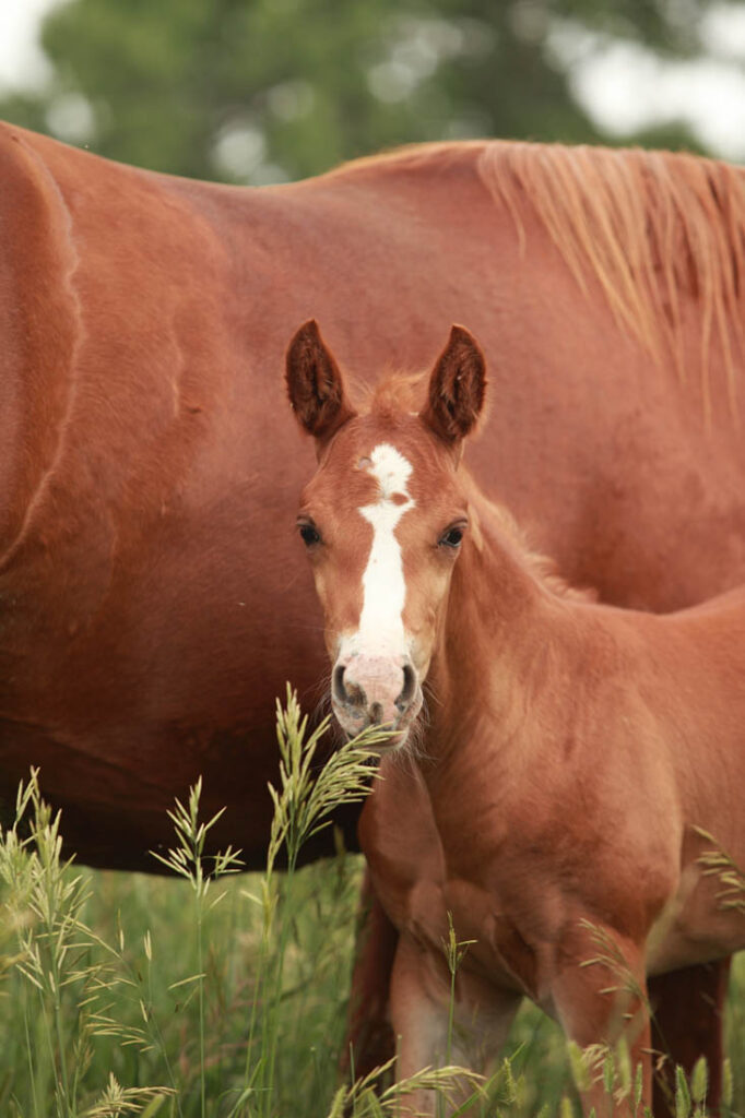 Horses for Sale in Wyoming