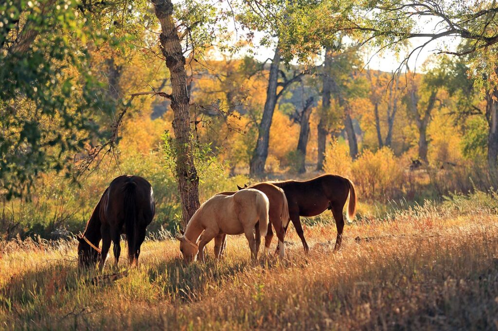 Horses grazing at Wagonhound Ranch