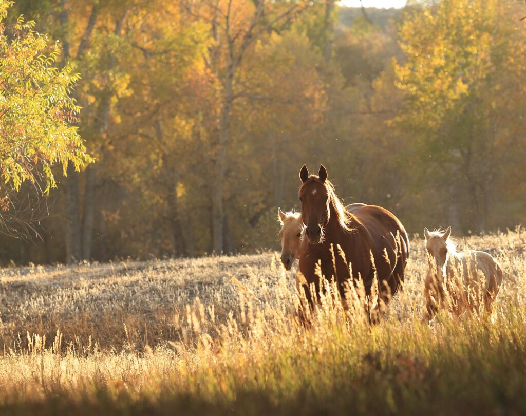 Horses in the wild in Wyoming