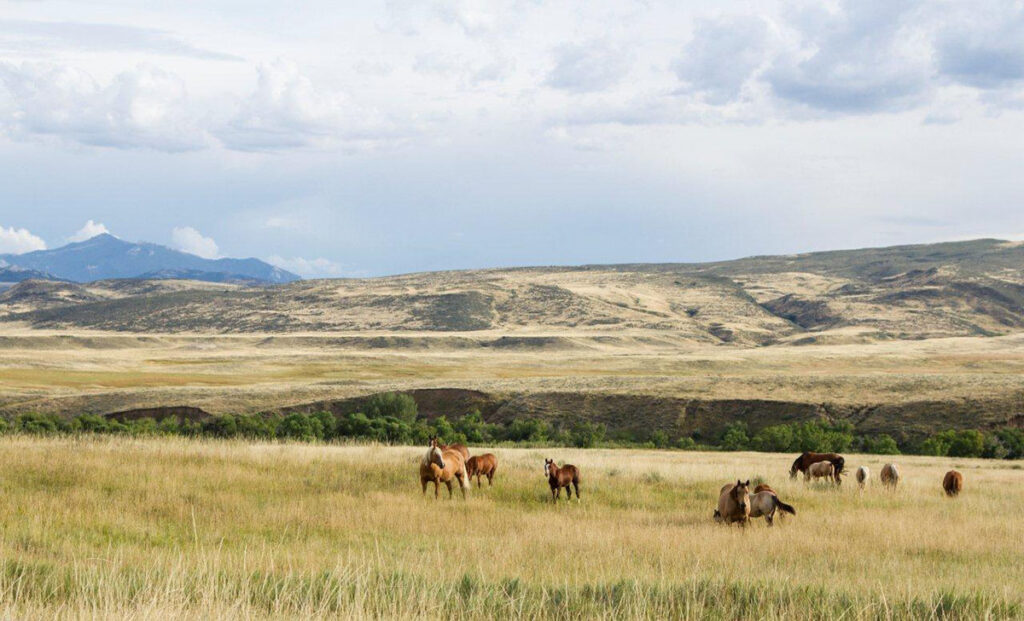 Horses in pasture in Wyoming