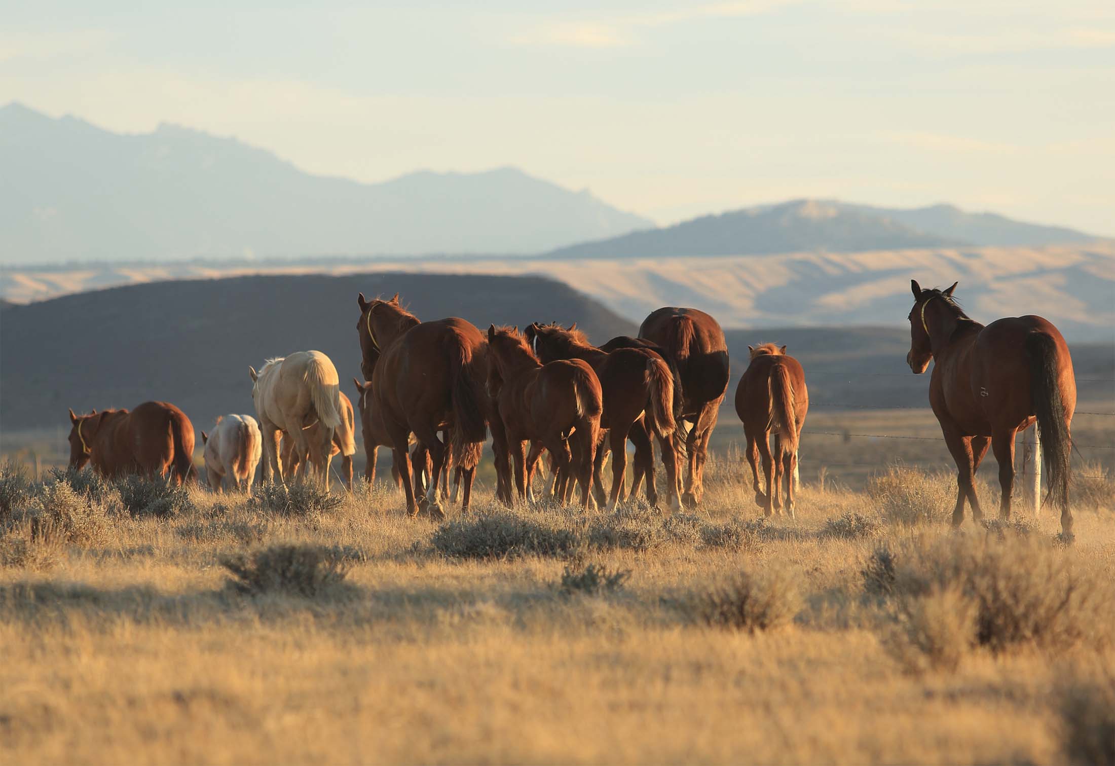 Wagonhound Land and Livestock 2018 Zoetis AQHA Best Remuda Award Winner