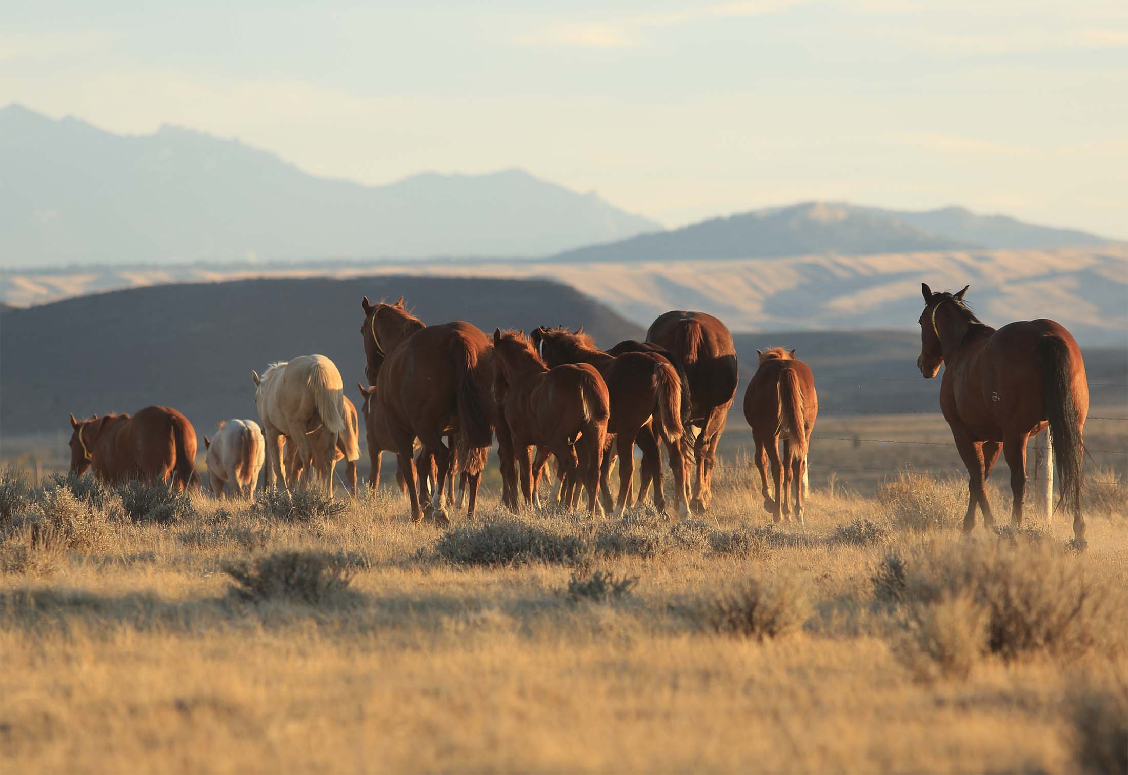 Wagonhound Land and Livestock 2018 Zoetis AQHA Best Remuda Award Winner