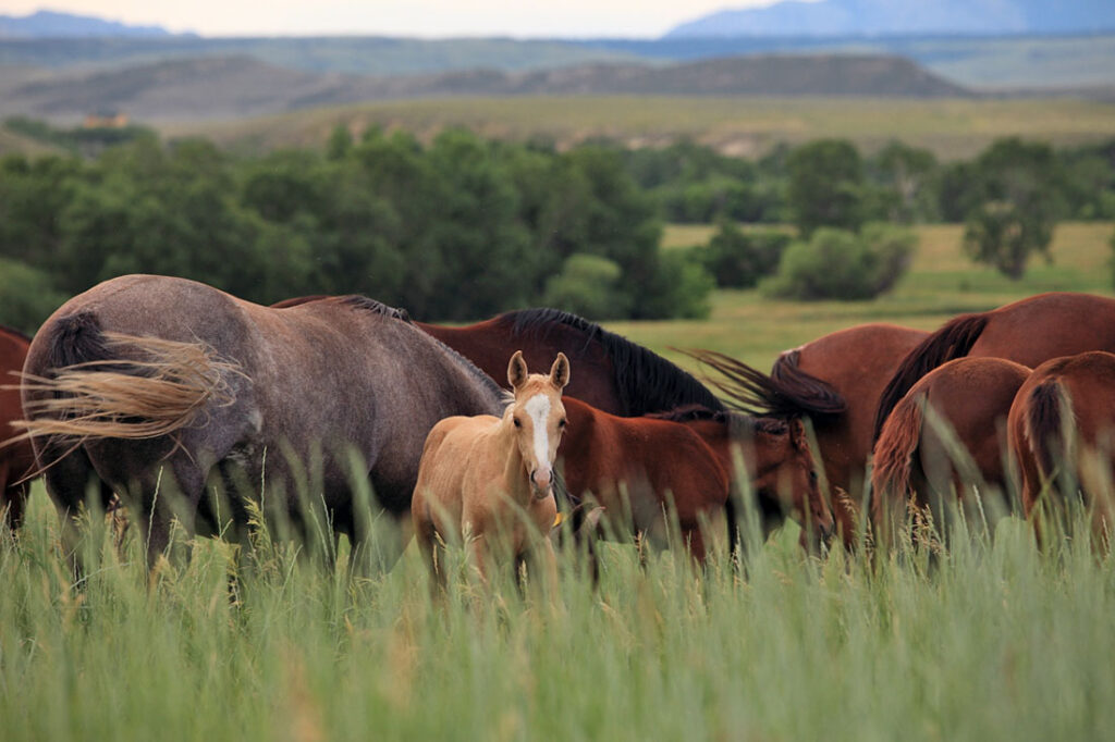 Mares Horses fro Sale