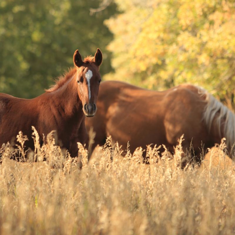 Horse Mares Wyoming