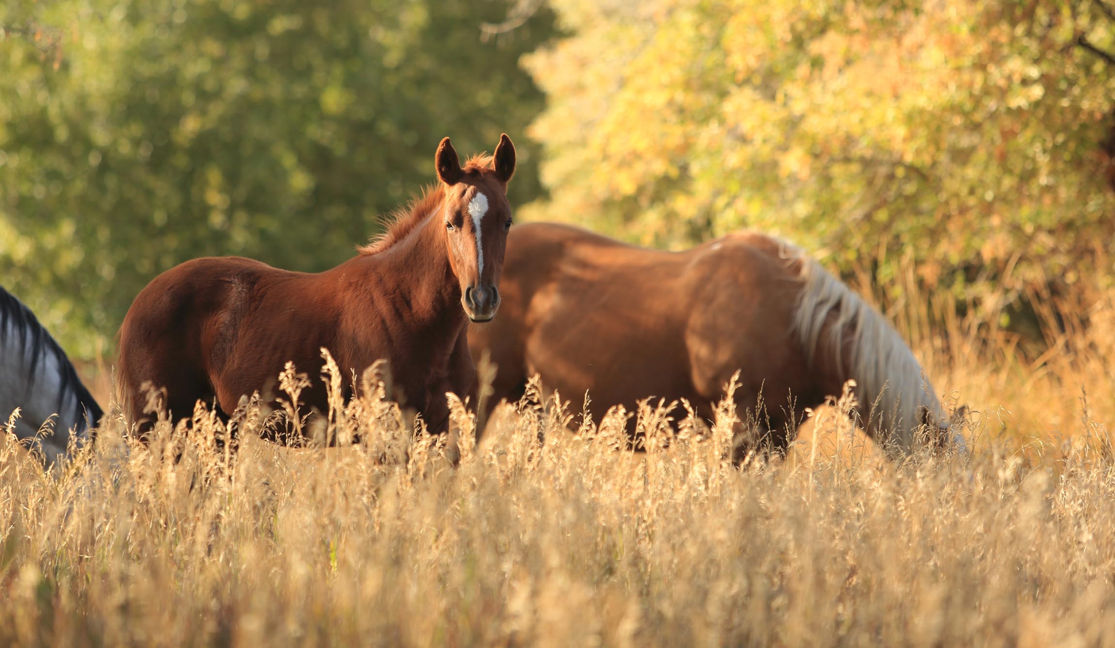 Gathering of Horsemen