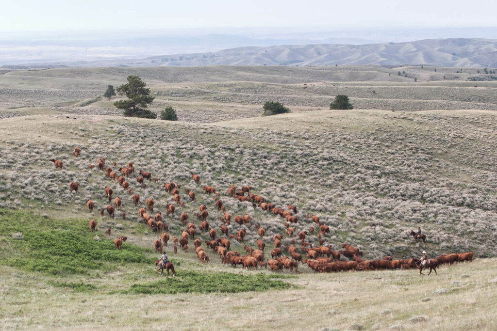 Moving Red Angus Cattle Herd in Wyoming