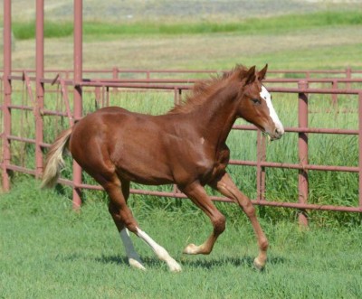 Proceeds from the sale of 2013 colt, My Contribution, will benefit the American Quarter Horse Foundation