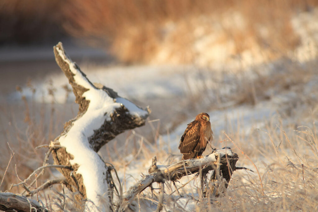 Owl Spotted