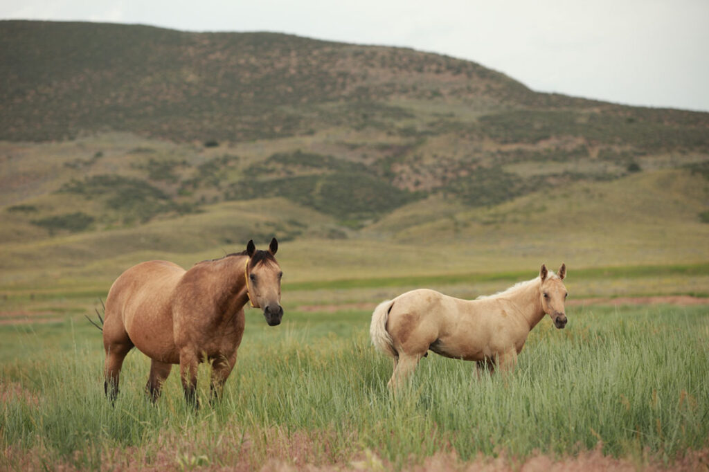 Performance Horses for Sale