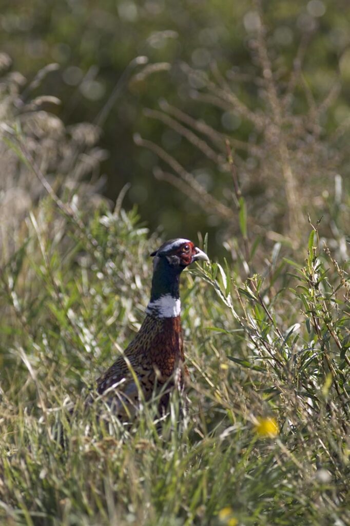 Pheasant