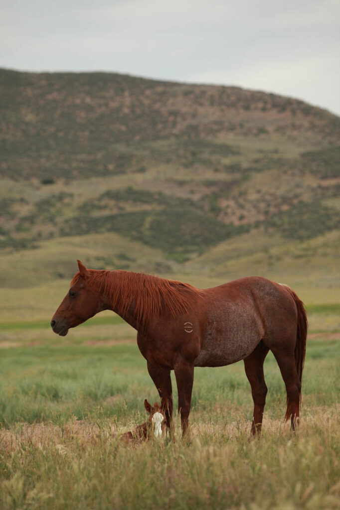 Qaurter Horses Wagonhound