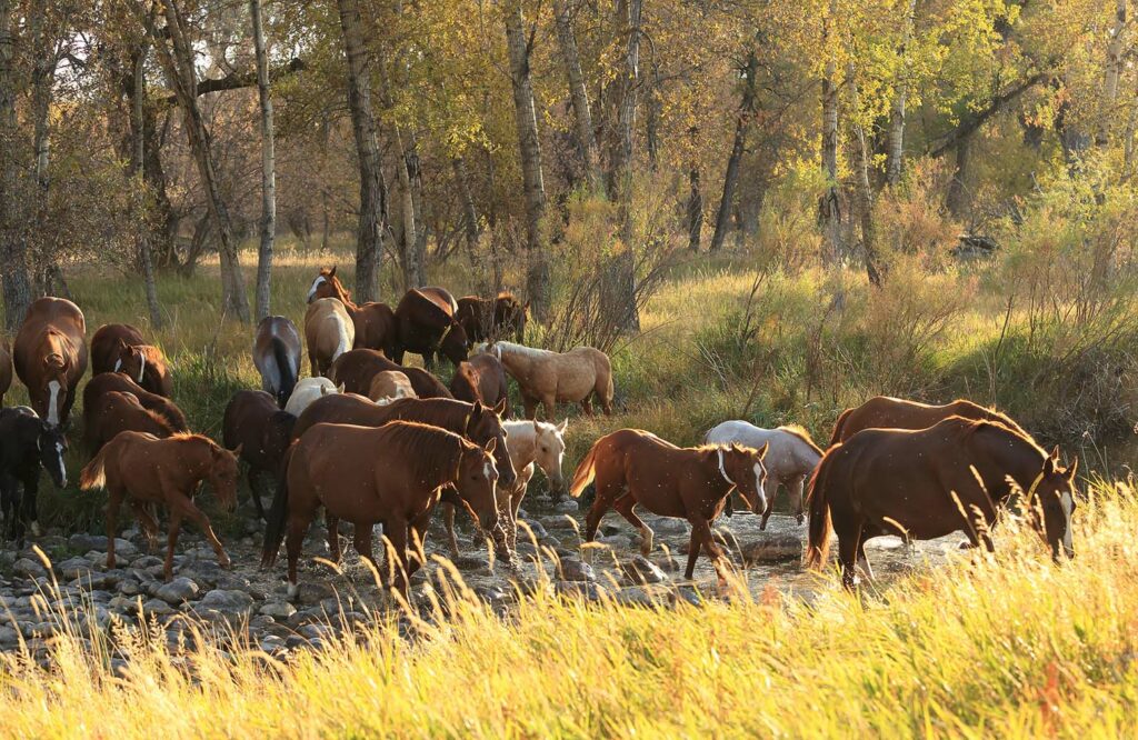 Quarter Horses crossing a stream