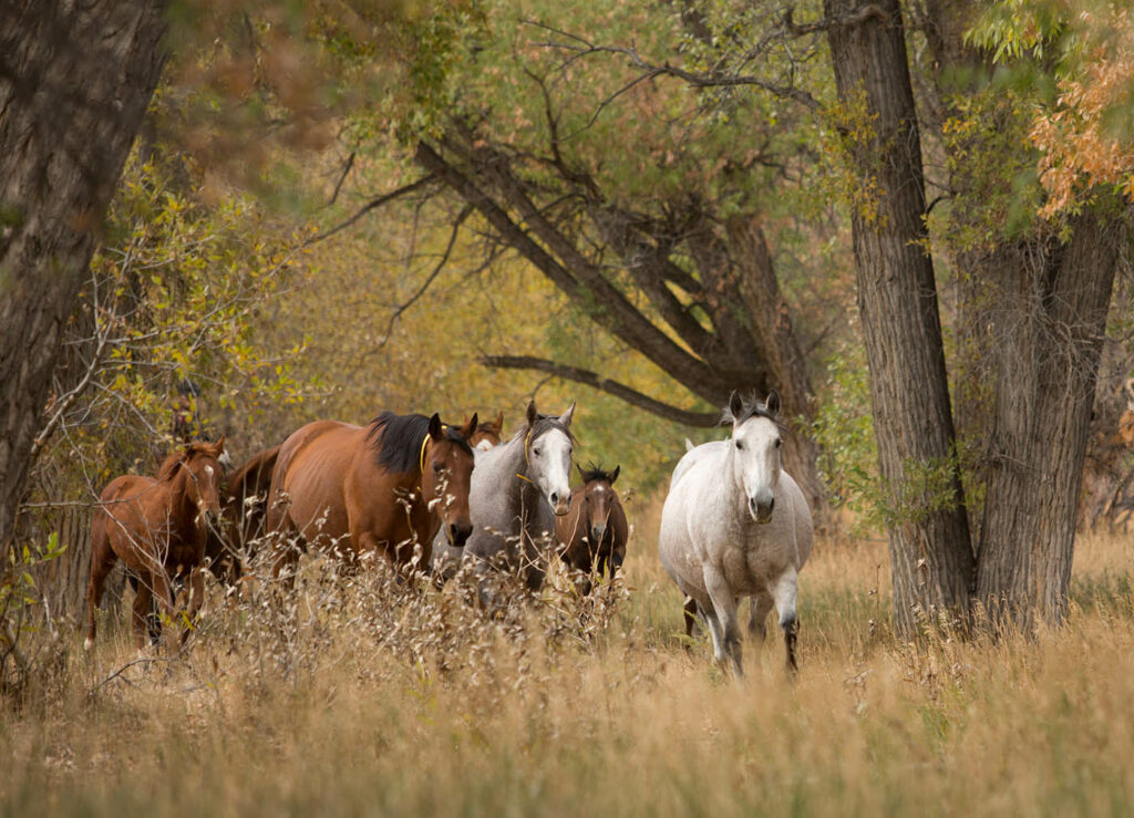 Quarter Horses in Douglas, WY