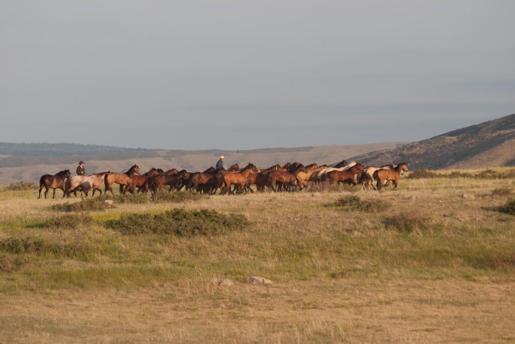 String of Quarter Horses in Douglas