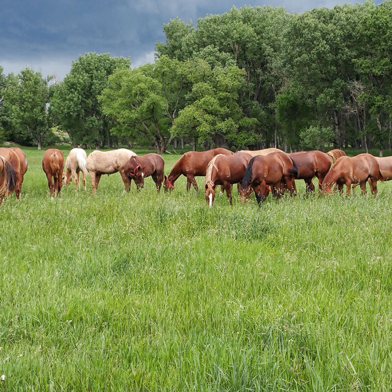 Performance Horses in Wyoming