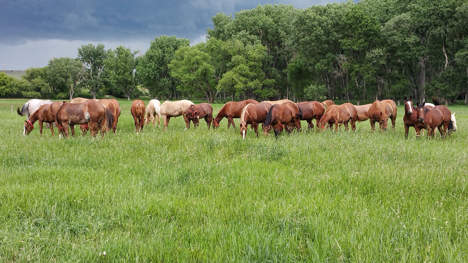 Texas Tech vet school faculty member named to nominating committee for Horse Racing Safety Board