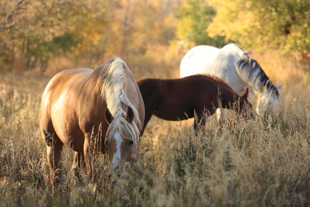 Quarter Horses in Picturesque Nature