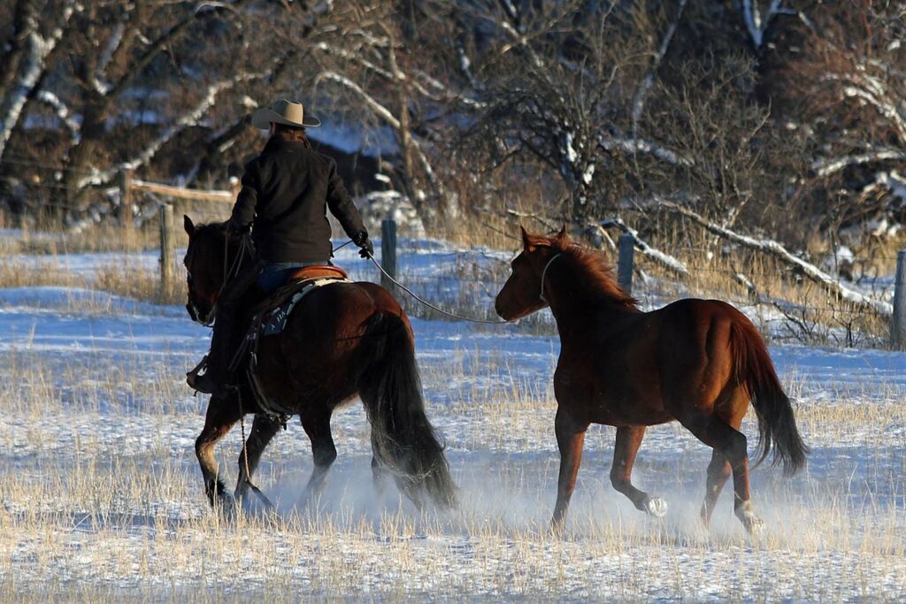 Quarter Horses in the snow