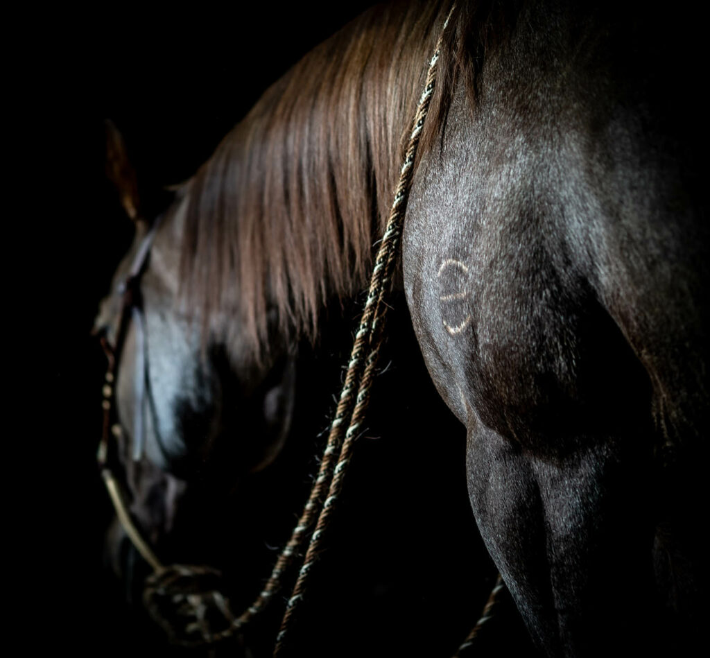 Best Quarter Horses in Wyoming