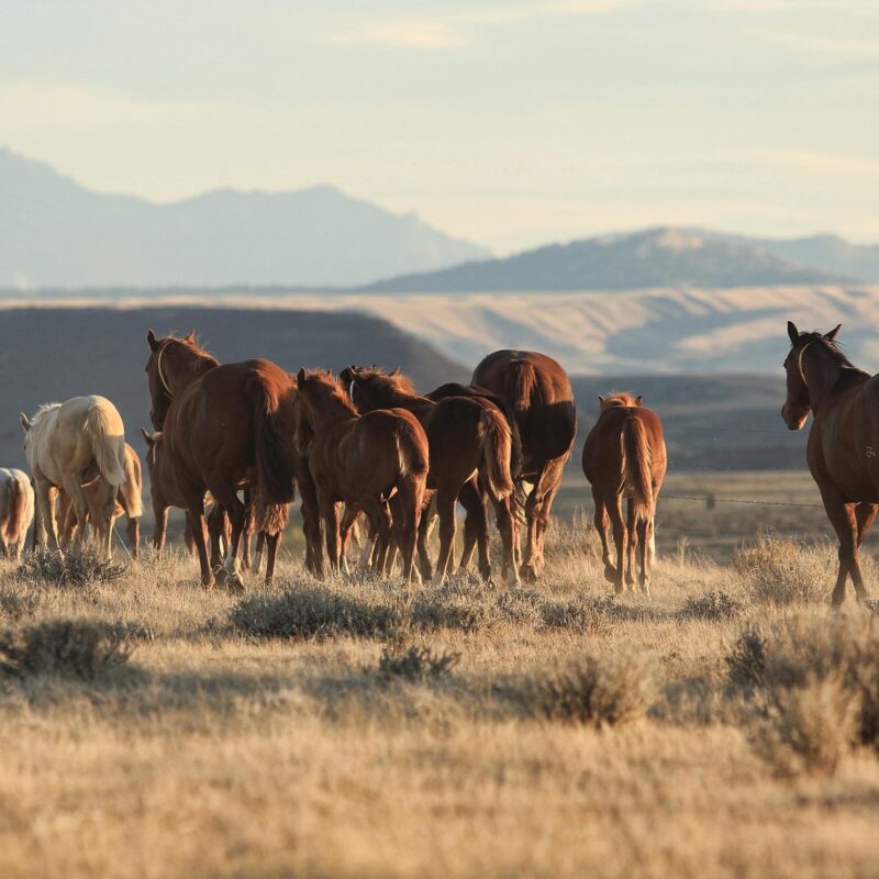 Best Wyoming Quarter Horses & Mares