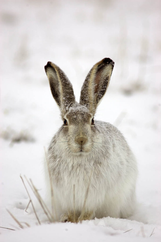 Rabbit Wildlife Wagonhound