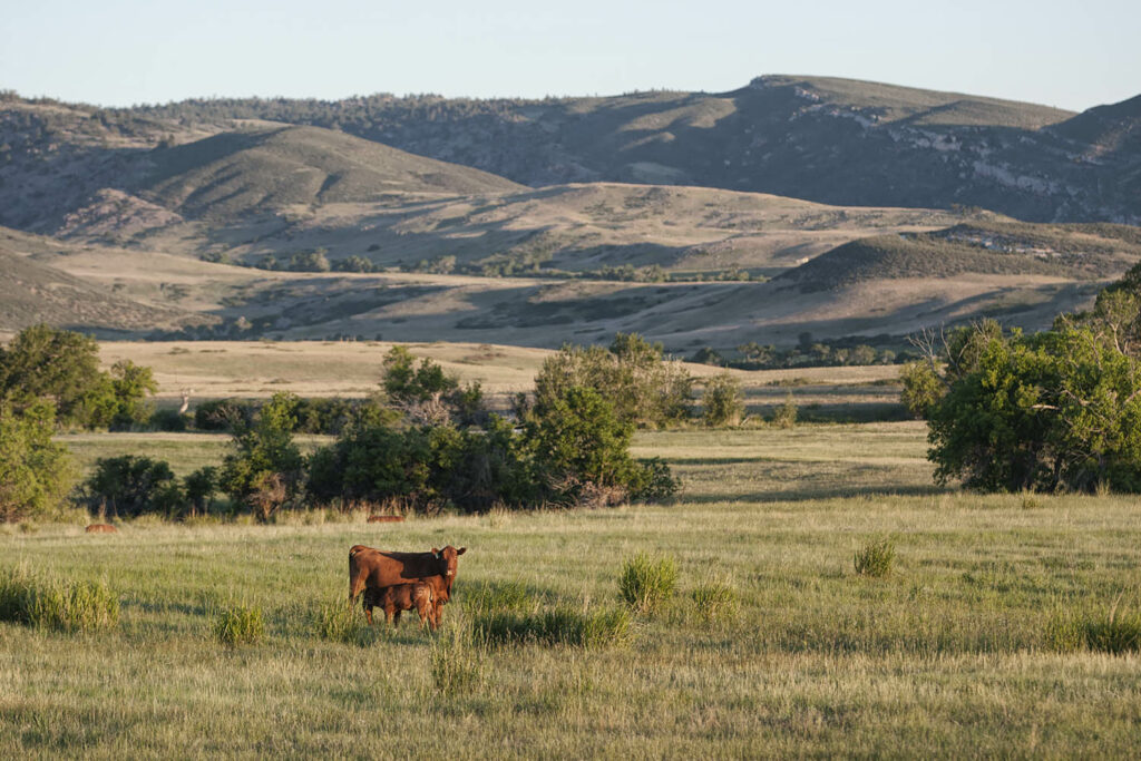 Red Angus Cattle for Sale in WY