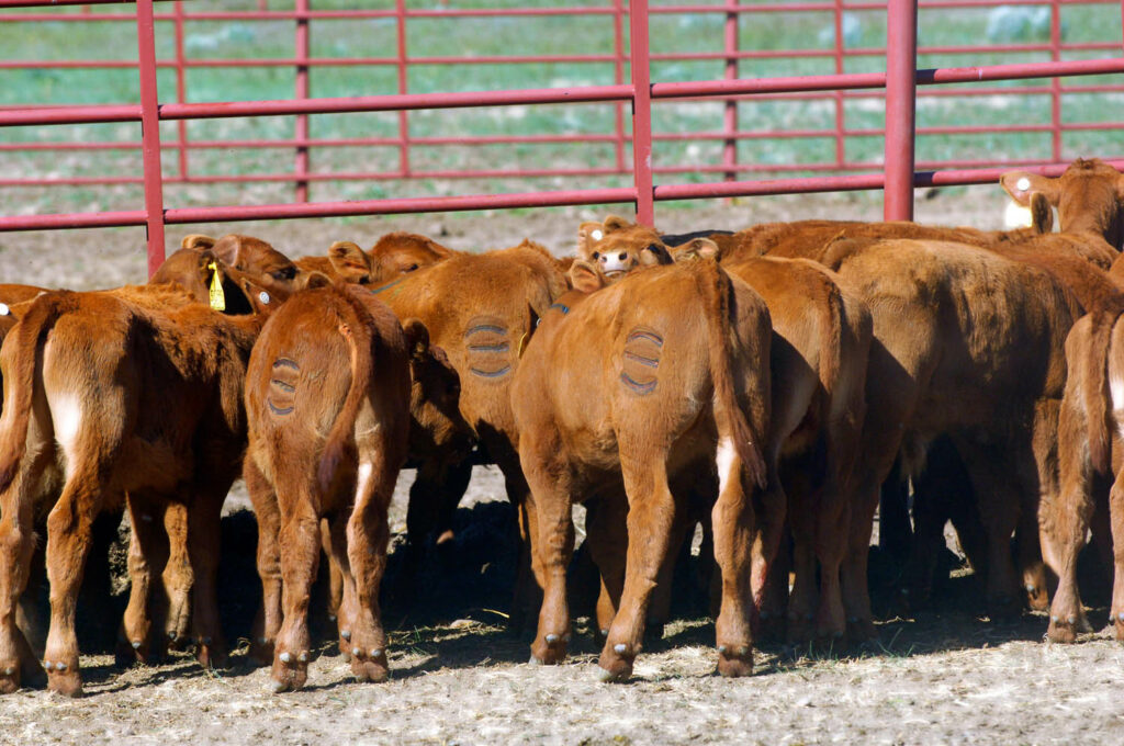 Red Angus Cattle for Sale