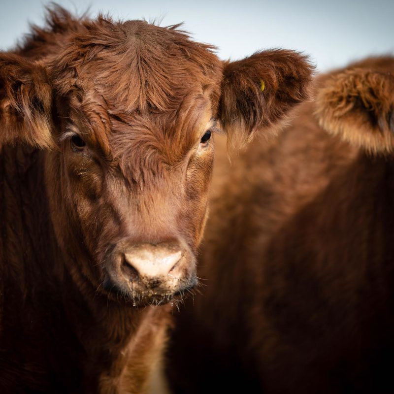 Red ANgus Cattle For Sale Wyoming