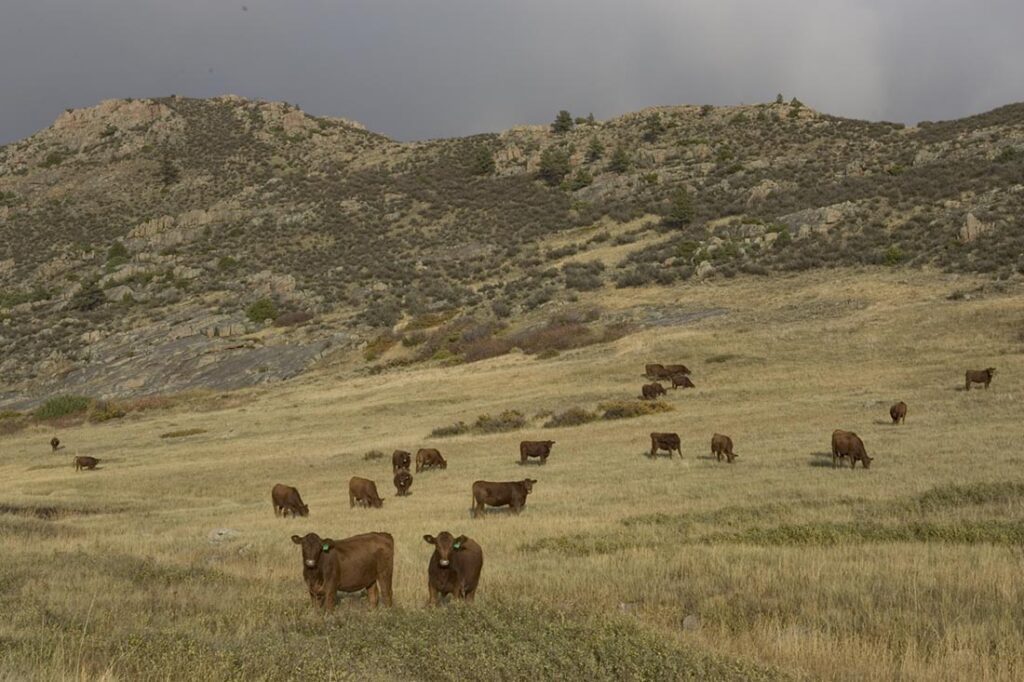 Red Angus Cattle Grazing