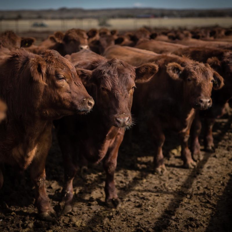 Red Angus Cattle Wyoming