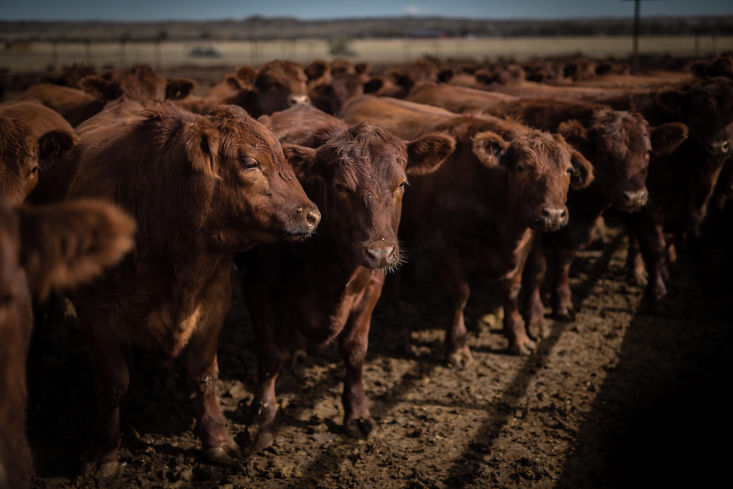 385 Bred Heifers at Superior Select Female Auction