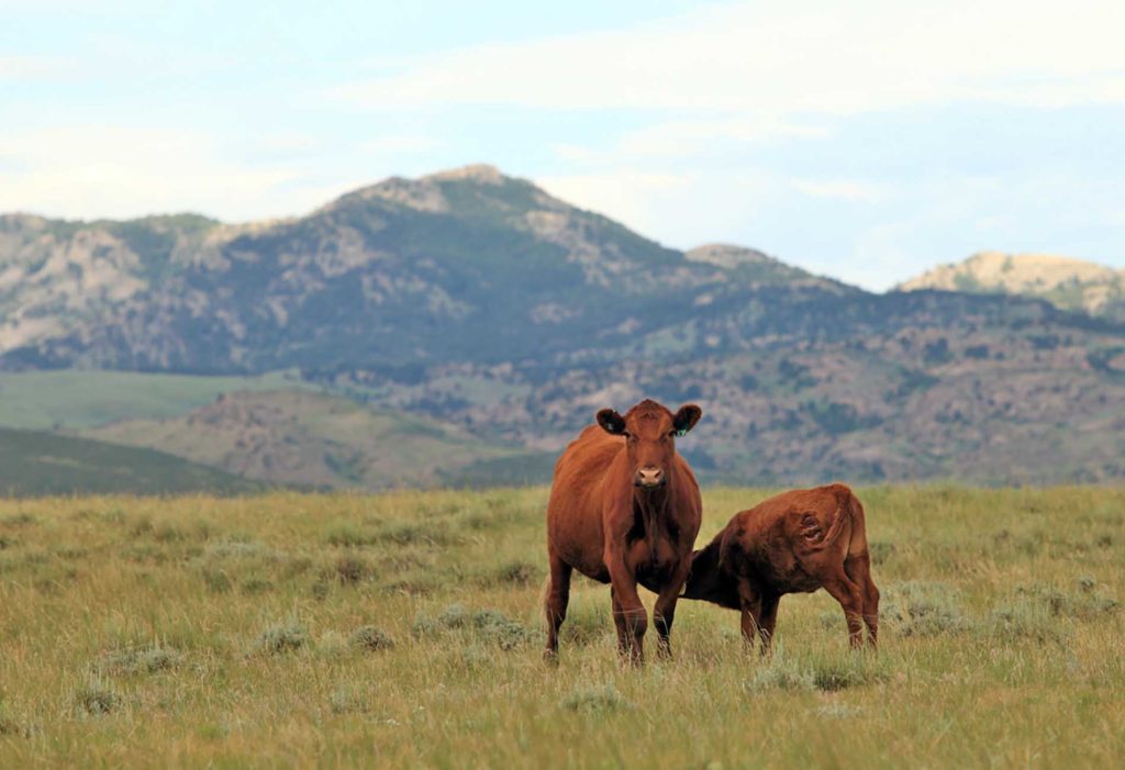 Wagonhound Red Angus Cattle