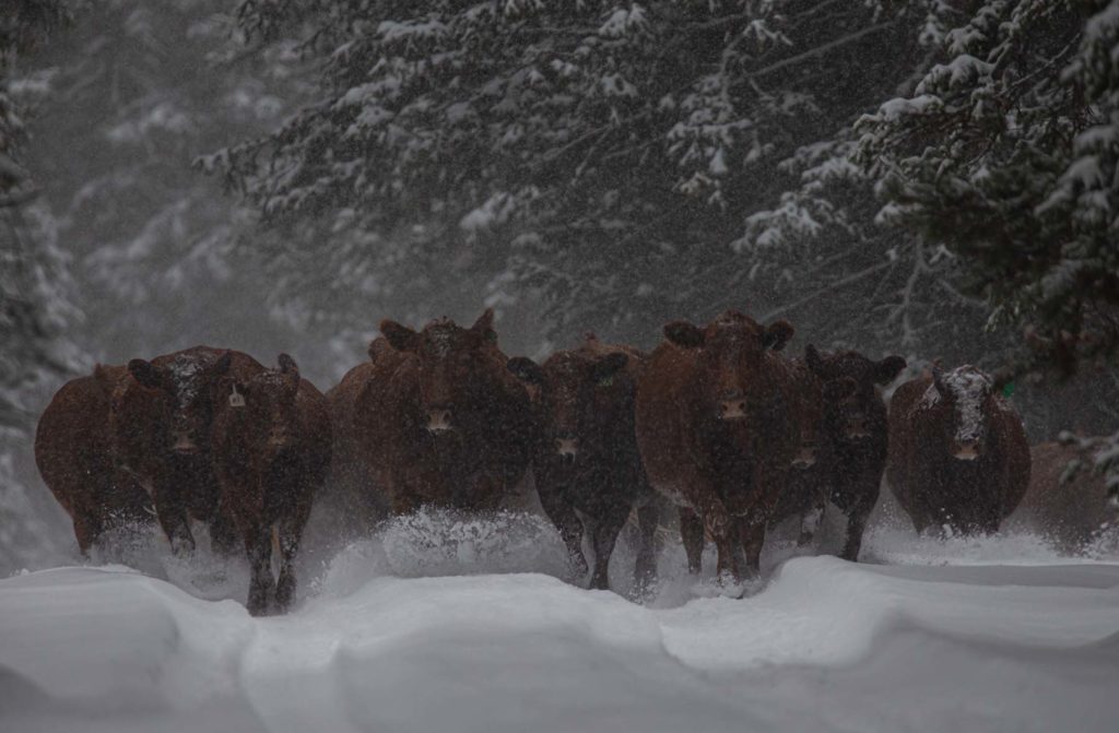 Wagonhound Red Angus Cattle