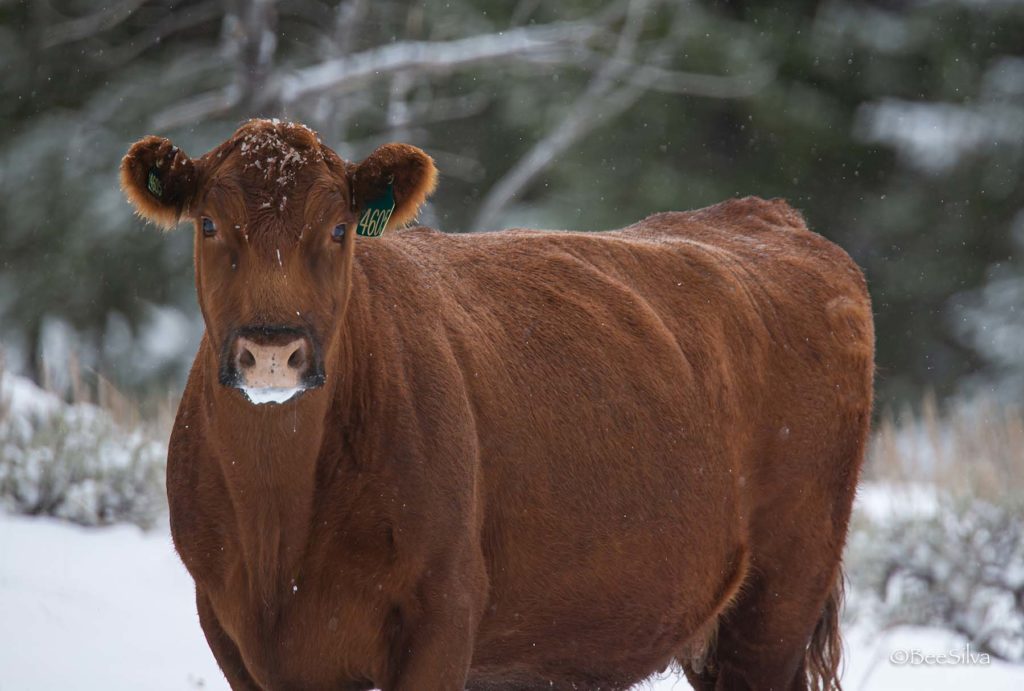 Wagonhound Red Angus Cattle