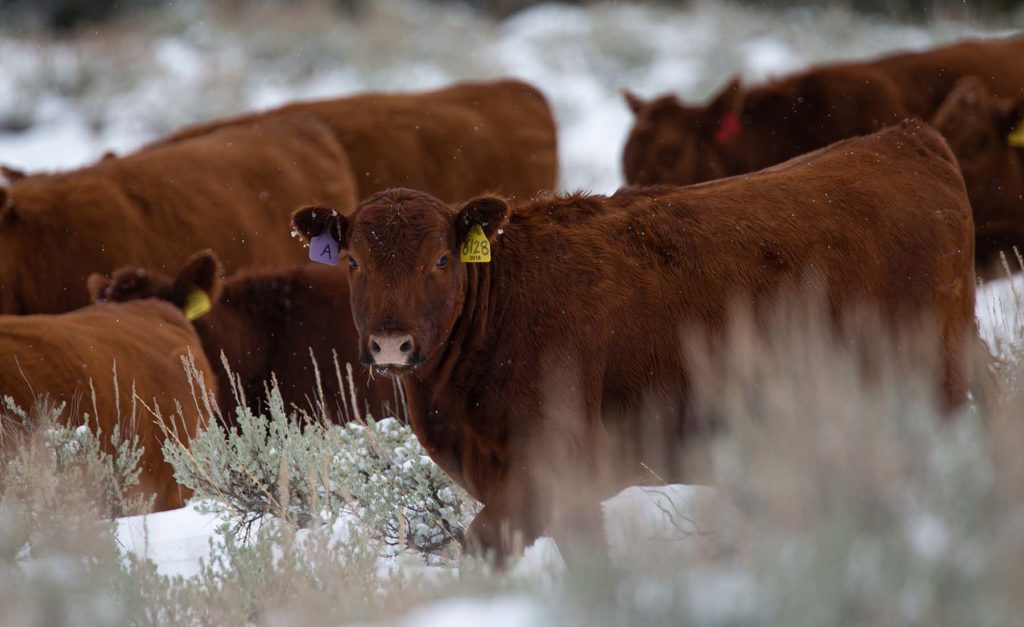 Wagonhound Red Angus Cattle