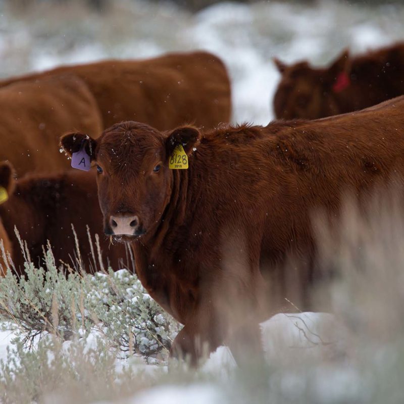 Wagonhound Red Angus Cattle