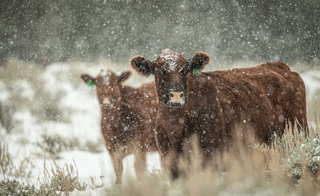 Wagonhound Red Angus Cattle