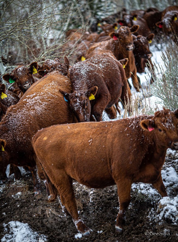 Wagonhound Red Angus Cattle