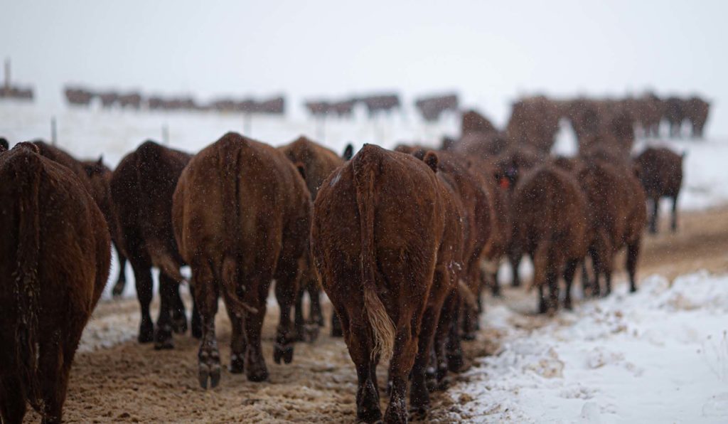 Wagonhound Red Angus Cattle