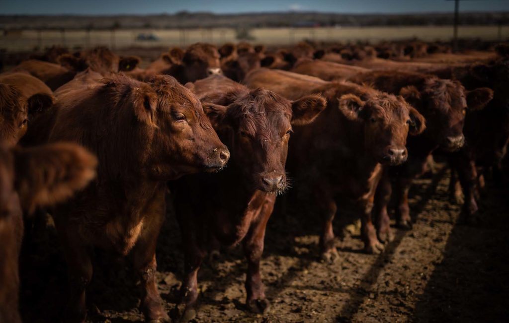 Wagonhound Red Angus Cattle